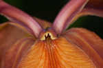 Copper iris